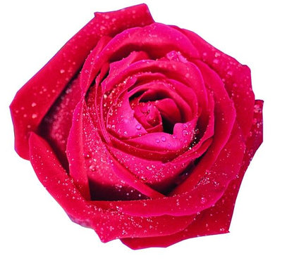 שמן אתרי ורד בולגרי Bulgarian Rose / 10CC