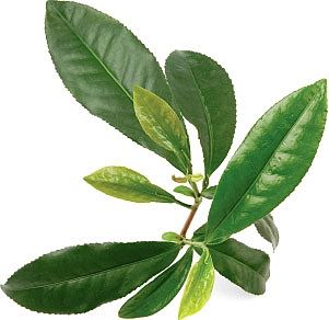 אקסטרקט תה ירוק אורגני